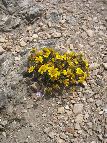 Sunshine in the Rocks